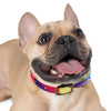 Mia Collection Dog Collar