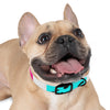 Mia Collection Dog Collar