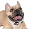 Mia Collection Dog Collar