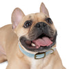 Dog Collar- Mia™