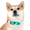 Mia Collection Dog Collar