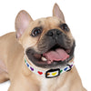 Mia Collection Dog Collar